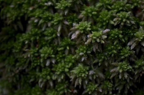 Sphagnum moss
